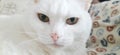 Close up Photo of White Fluffy Tabby Cat Royalty Free Stock Photo